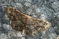 Idaea subsaturata