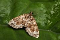 Lampropteryx otregiata