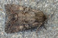 Lacanobia aliena