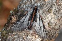 Lycia isabellae