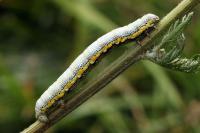 Lycia zonaria