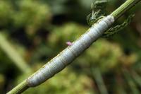 Lycia zonaria