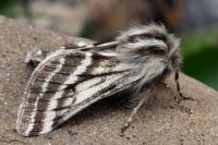 Lycia zonaria