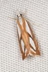 Catoptria gr. permutatellus