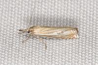 Crambus lathoniellus