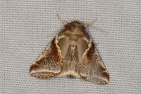 Habrosyne pyritoides