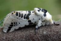 Neoharpyia verbasci