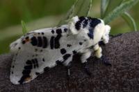 Neoharpyia verbasci