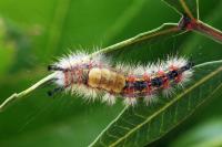 Orgyia trigotephras