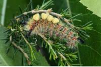 Orgyia trigotephras