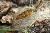 Orgyia trigotephras