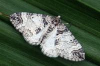Perizoma juracolaria juracolaria