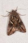 Autographa gamma