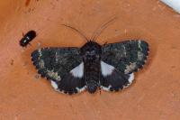 Catephia alchymista