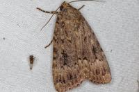 Amphipyra pyramidea