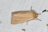 Mythimna pallens