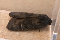 Aporophyla nigra