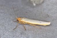 Manulea complana