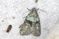Cryphia algae