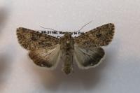 Anarta trifolii