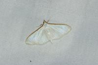 Palpita vitrealis