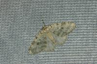 Epirrita dilutata