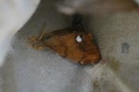 Orgyia antiqua