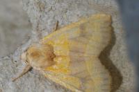 Atethmia centrago