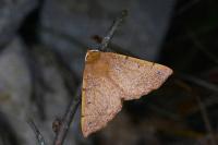 Colotois pennaria