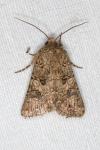 Anarta pugnax