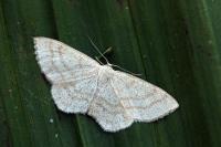 Scopula ternata