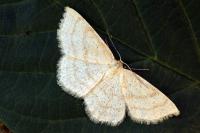 Scopula ternata