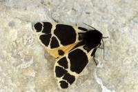 Arctia flavia