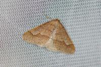 Phigaliohybernia marginaria