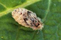 Ocnogyna corsica