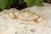 Adactylotis contaminaria