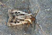 Agrotis mayrorum