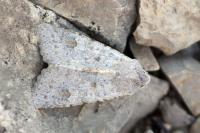 Ammoconia senex