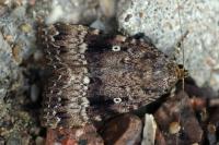 Amphipyra berbera