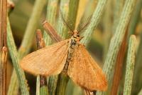 Anthometra plumularia