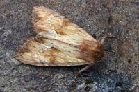 Apamea sublustris
