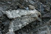Apamea zeta