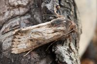 Aporophyla australis