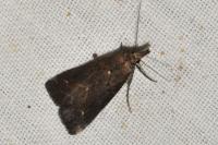 Schrankia costaestrigalis
