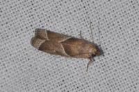 Nyctegretis lineana
