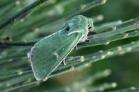 Calamia tridens