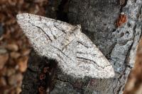 Calamodes occitanaria