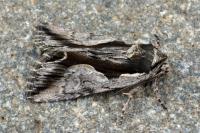 Calliergis ramosa