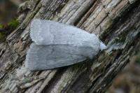 Caradrina gilva