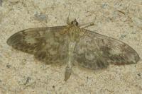 Anania lancealis